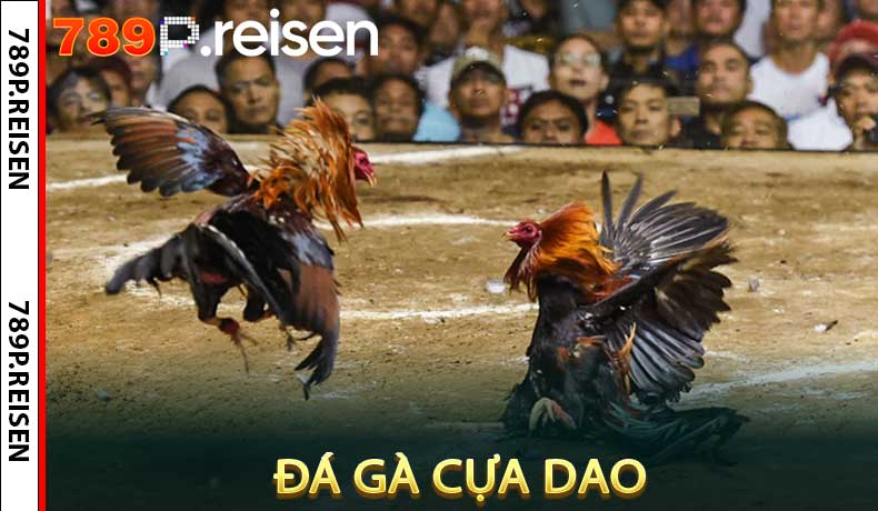Đá Gà Cựa Dao